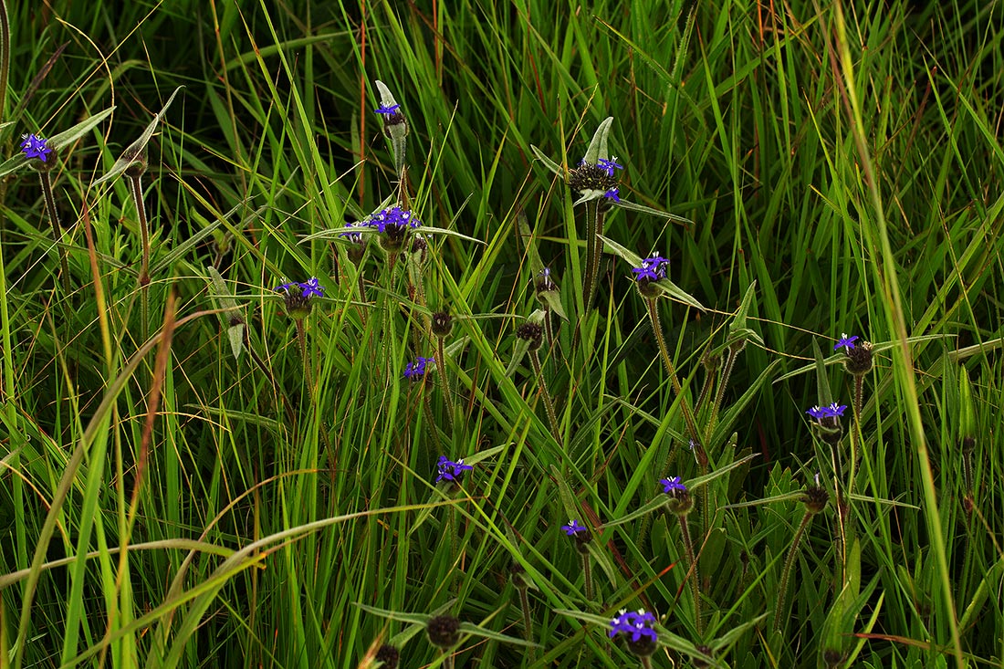 Spermacoce dibrachiata Spermacoce dibrachiata