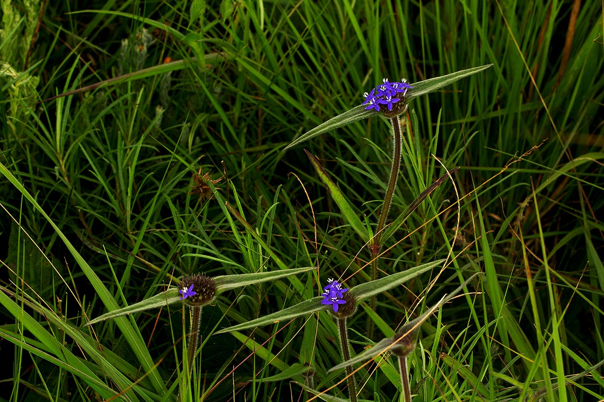 Spermacoce dibrachiata Spermacoce dibrachiata