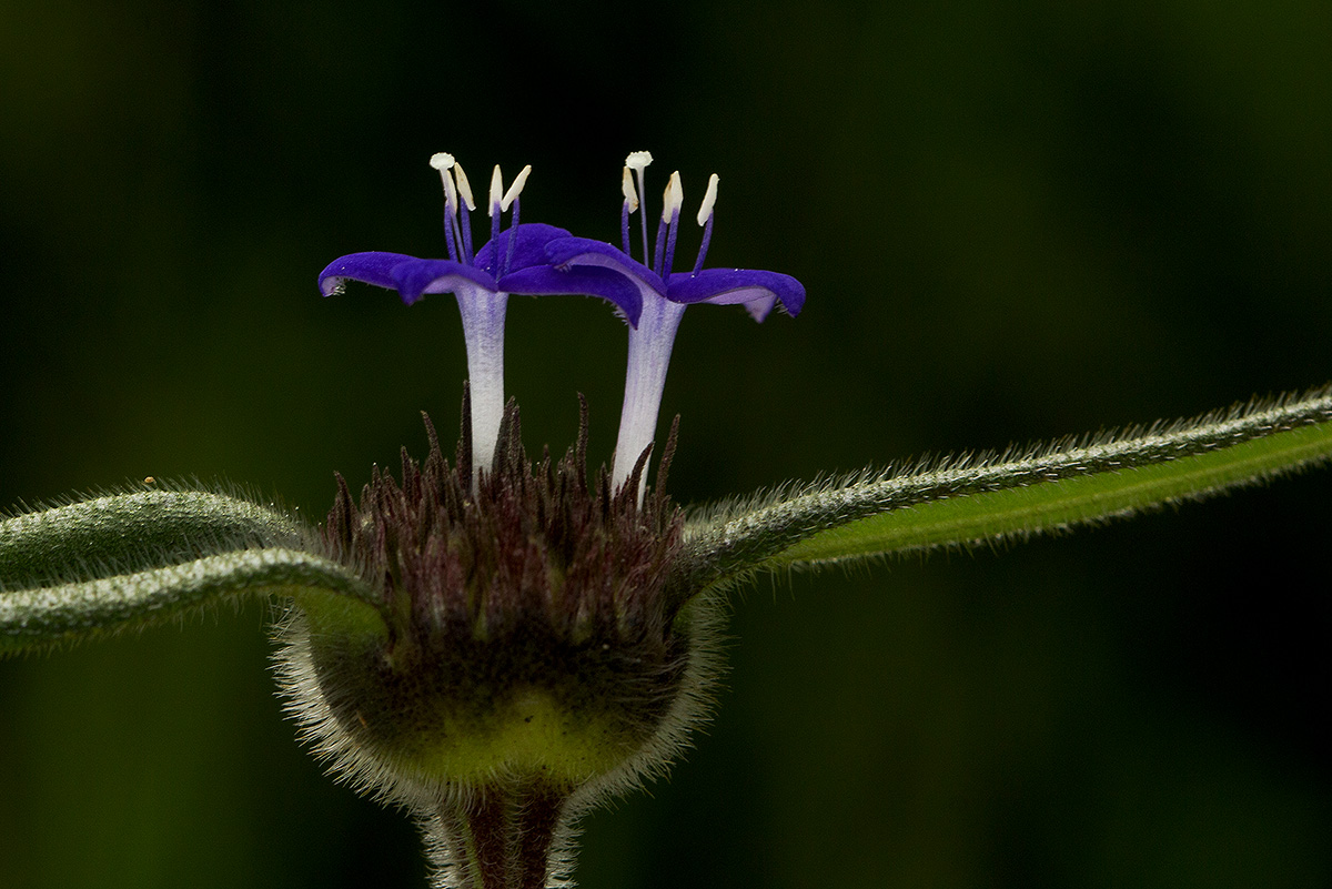 Spermacoce dibrachiata Spermacoce dibrachiata