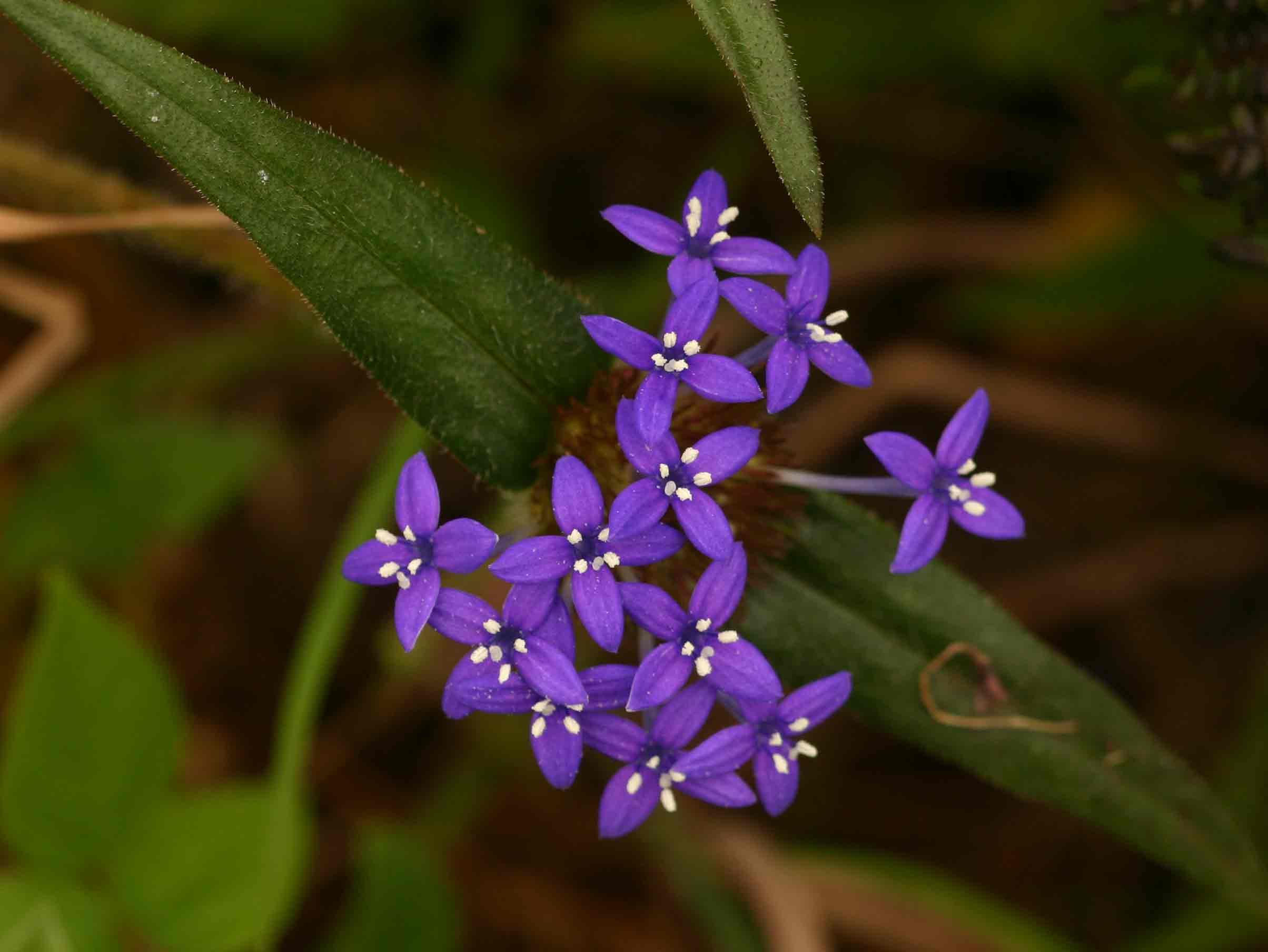 Spermacoce dibrachiata Spermacoce dibrachiata