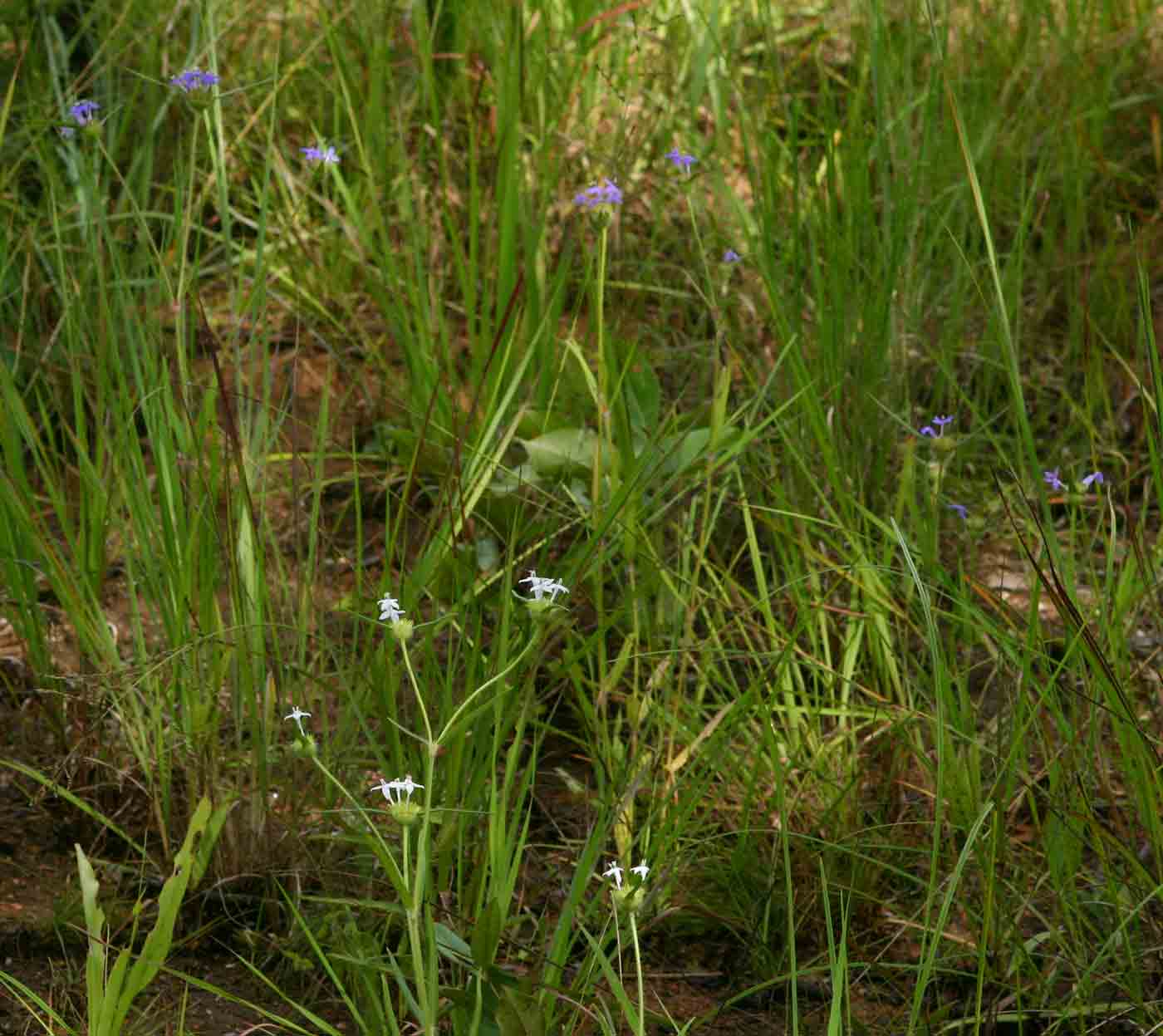 Spermacoce dibrachiata Spermacoce dibrachiata