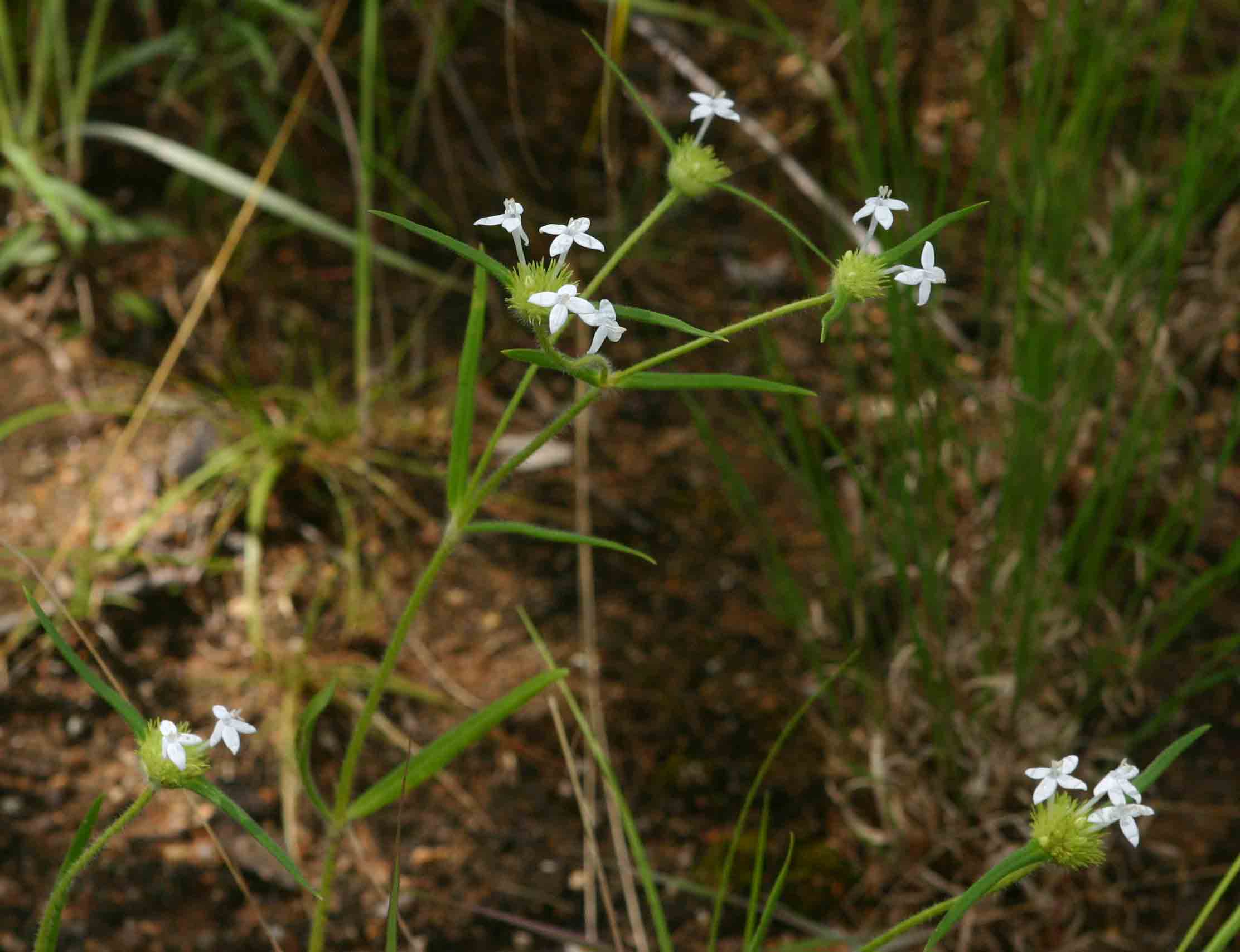 Spermacoce dibrachiata Spermacoce dibrachiata