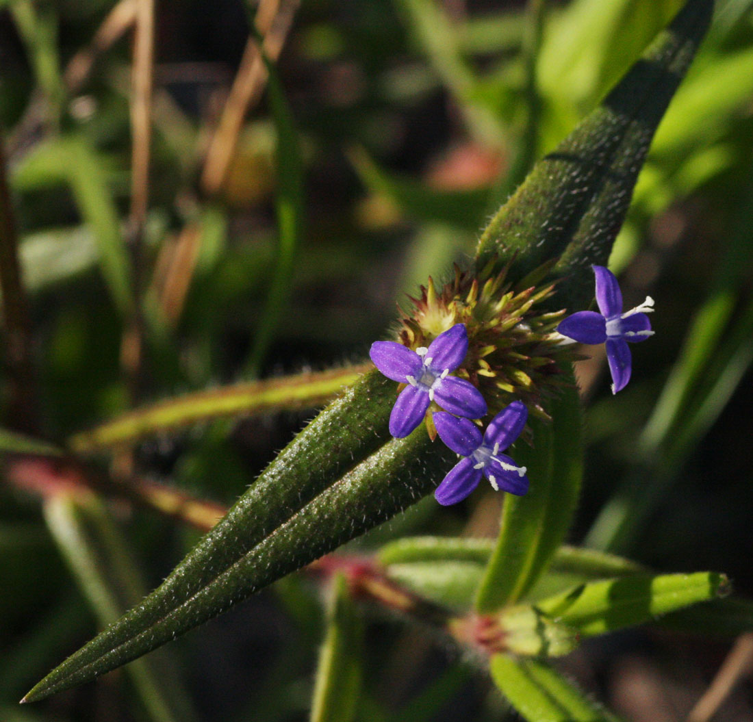 Spermacoce dibrachiata Spermacoce dibrachiata