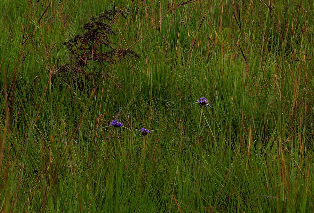 Spermacoce dibrachiata Spermacoce dibrachiata