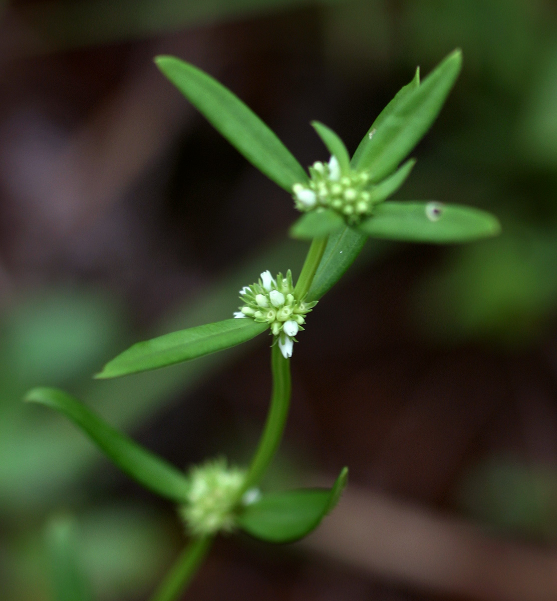 Spermacoce natalensis Spermacoce natalensis
