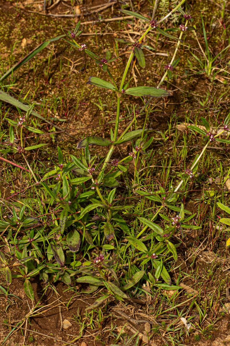 Spermacoce natalensis Spermacoce natalensis