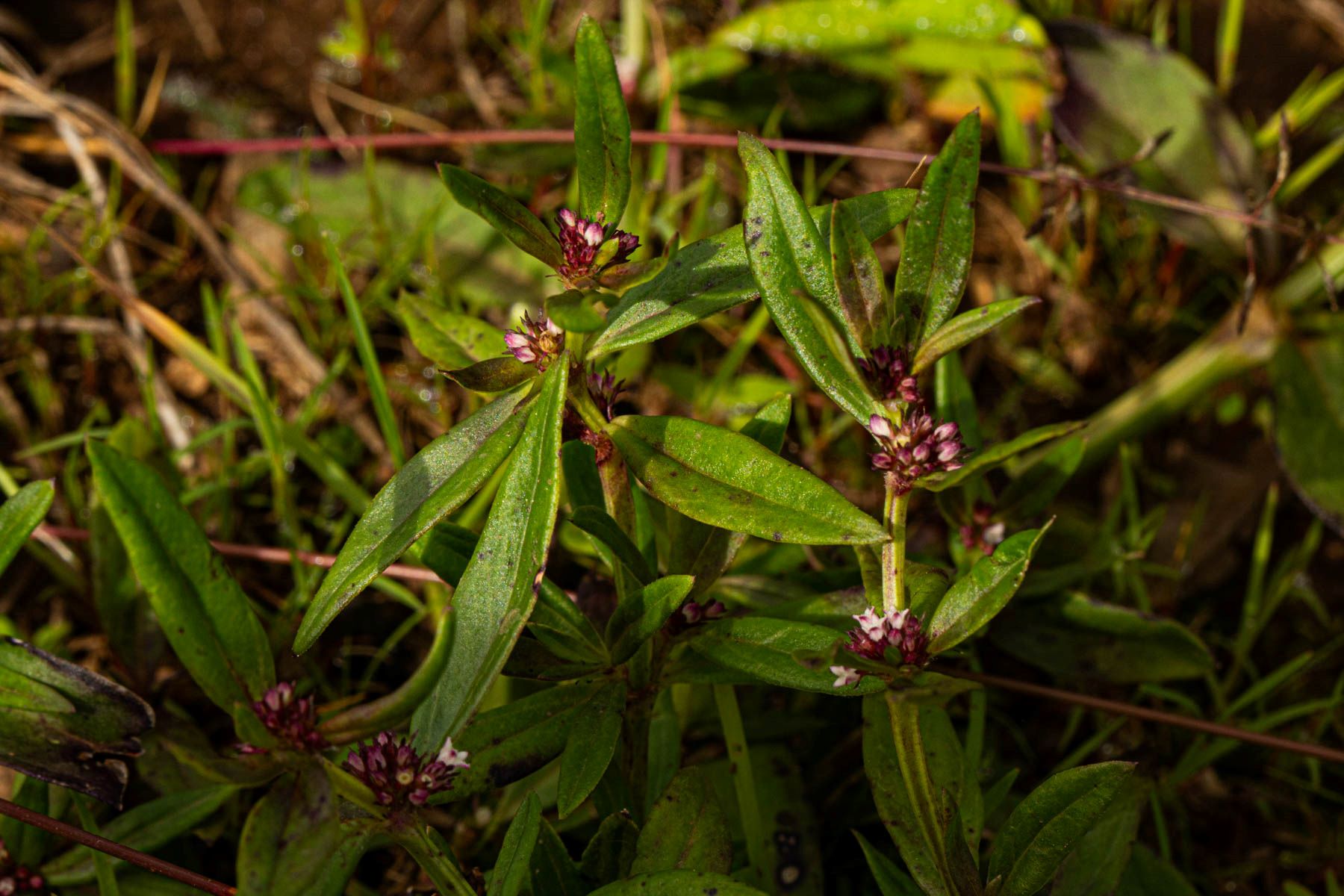 Spermacoce natalensis Spermacoce natalensis
