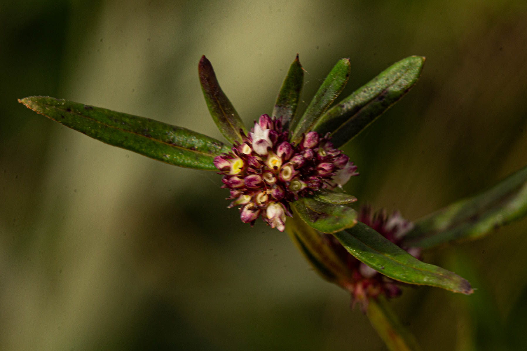 Spermacoce natalensis Spermacoce natalensis