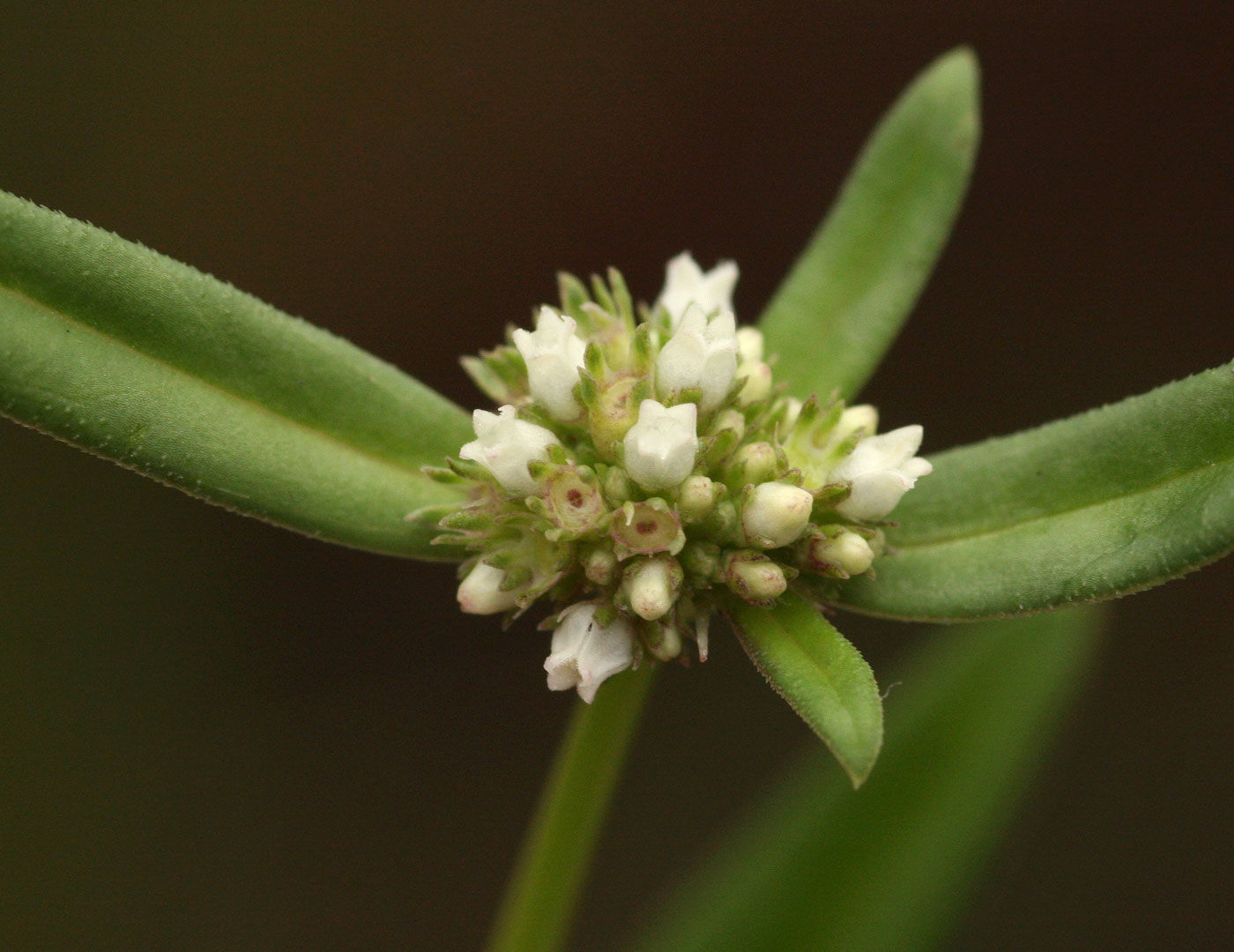 Spermacoce natalensis Spermacoce natalensis