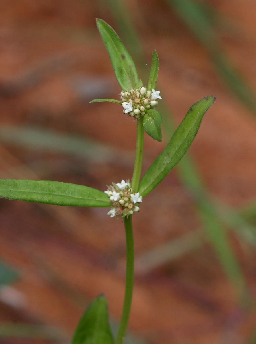 Spermacoce natalensis Spermacoce natalensis
