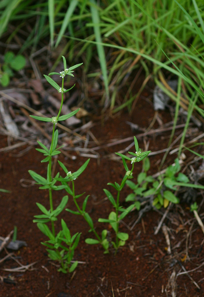 Spermacoce natalensis Spermacoce natalensis