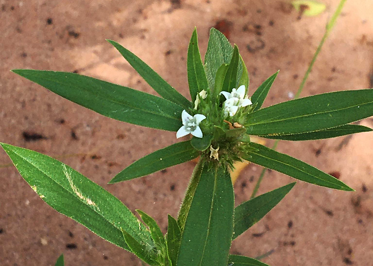 Spermacoce senensis Spermacoce senensis
