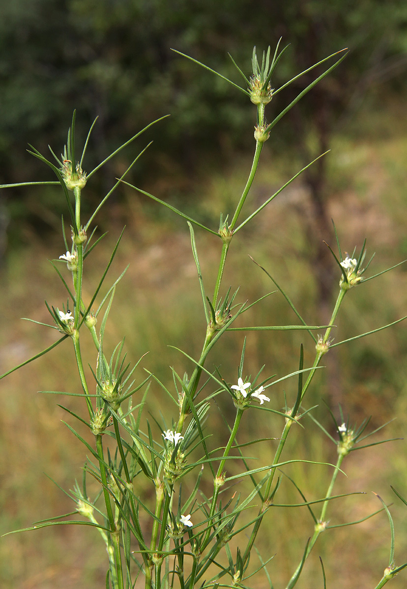 Spermacoce subvulgata var. subvulgata Spermacoce subvulgata var. subvulgata