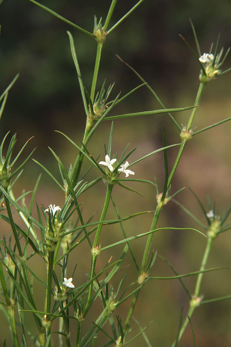 Spermacoce subvulgata var. subvulgata Spermacoce subvulgata var. subvulgata