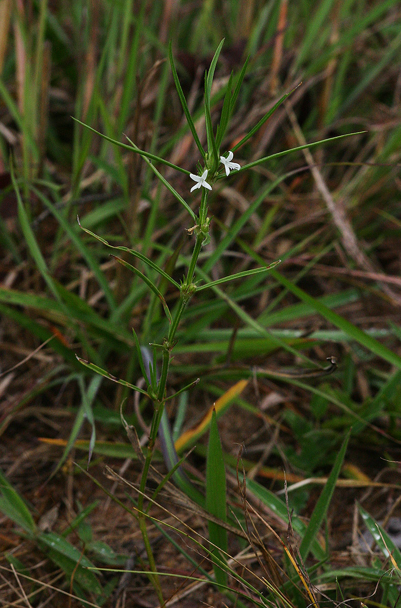 Spermacoce subvulgata var. subvulgata Spermacoce subvulgata var. subvulgata