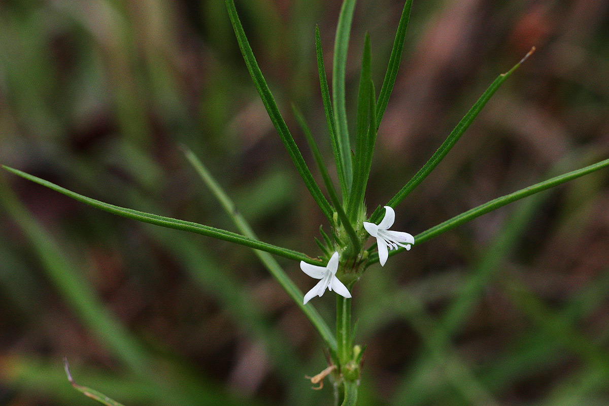 Spermacoce subvulgata var. subvulgata Spermacoce subvulgata var. subvulgata