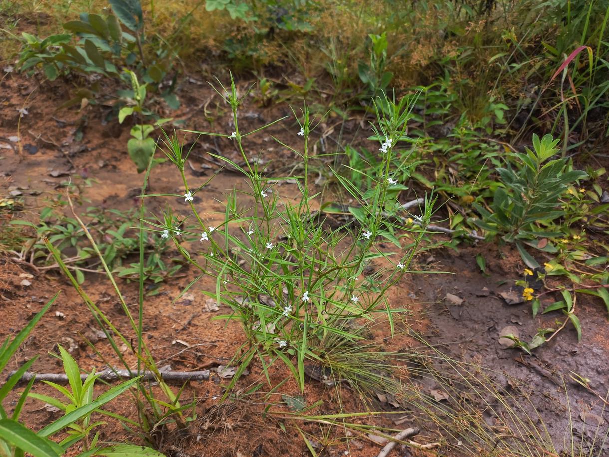 Spermacoce subvulgata var. subvulgata Spermacoce subvulgata var. subvulgata
