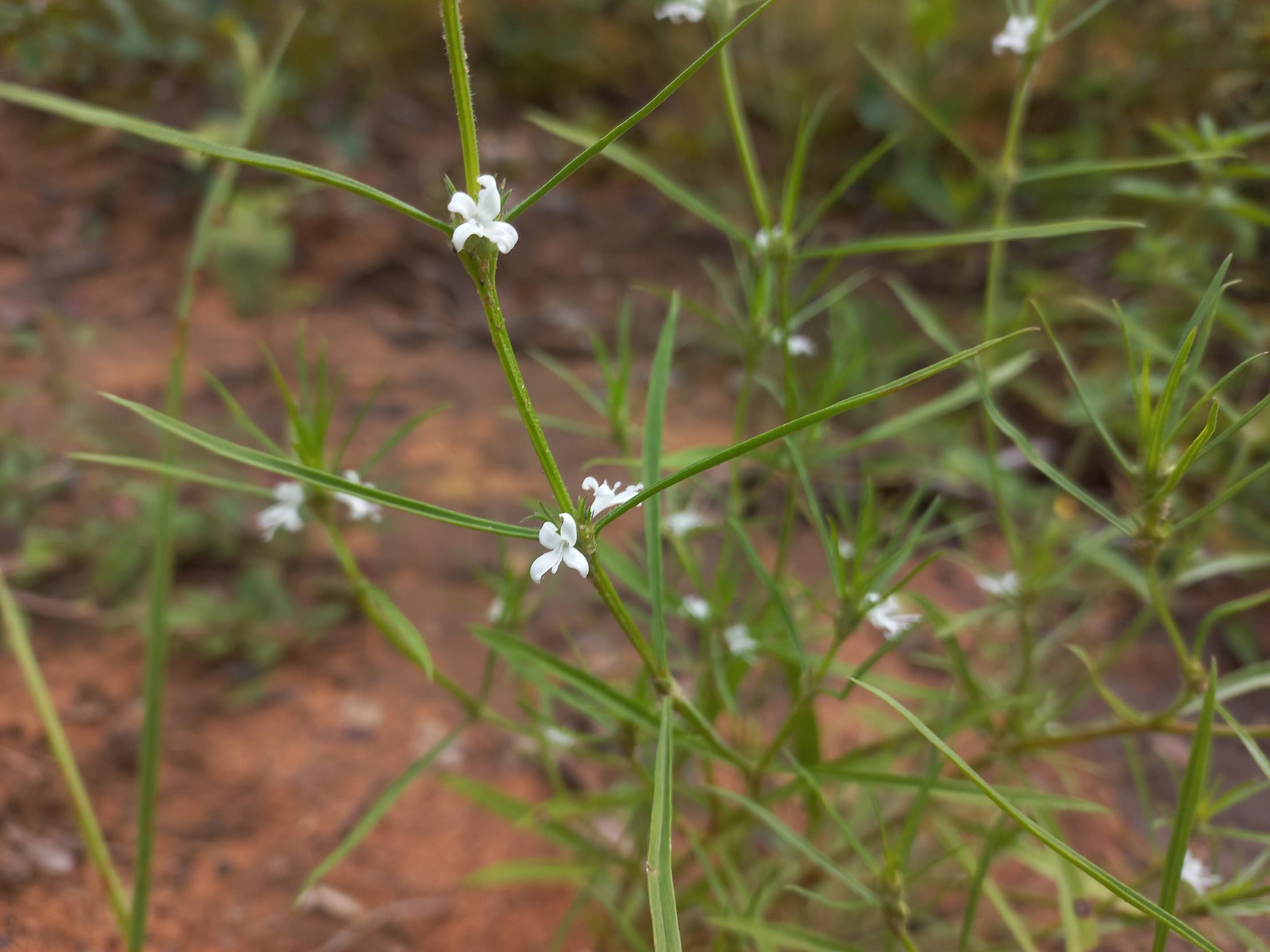 Spermacoce subvulgata var. subvulgata Spermacoce subvulgata var. subvulgata