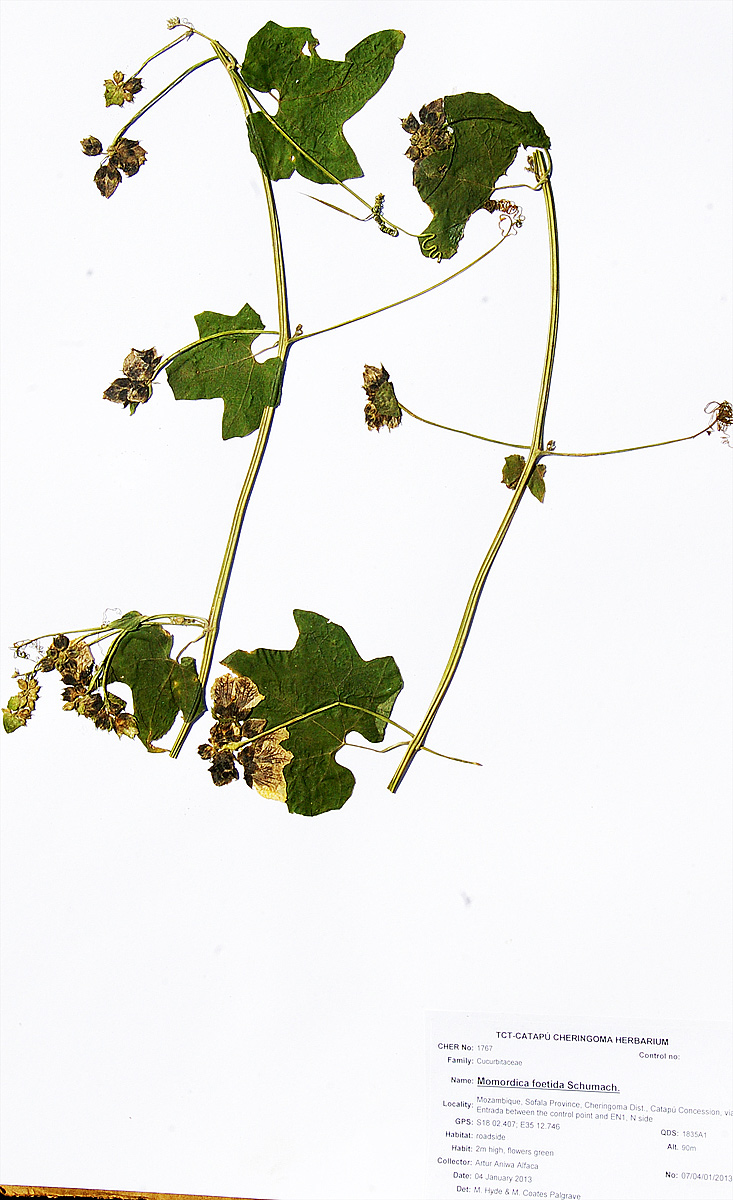 Momordica foetida Momordica foetida