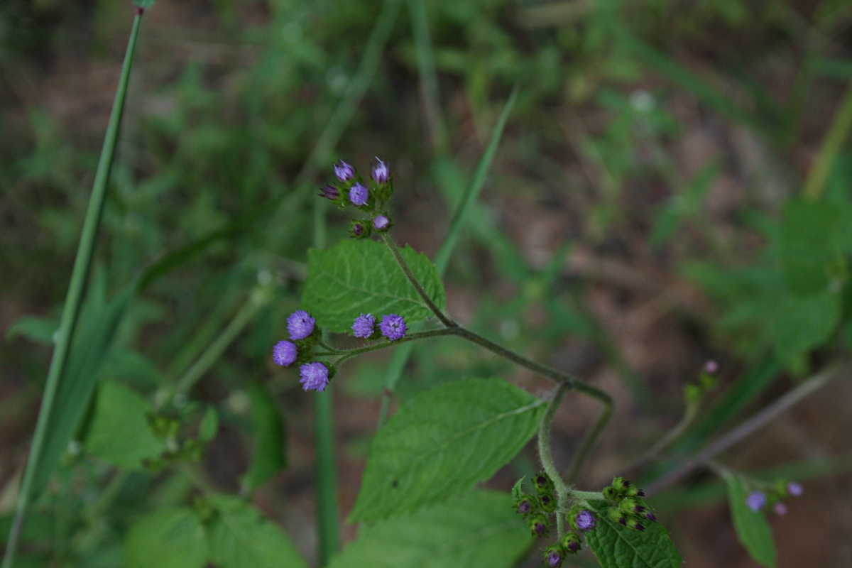 Bothriocline laxa subsp. laxa Bothriocline laxa subsp. laxa