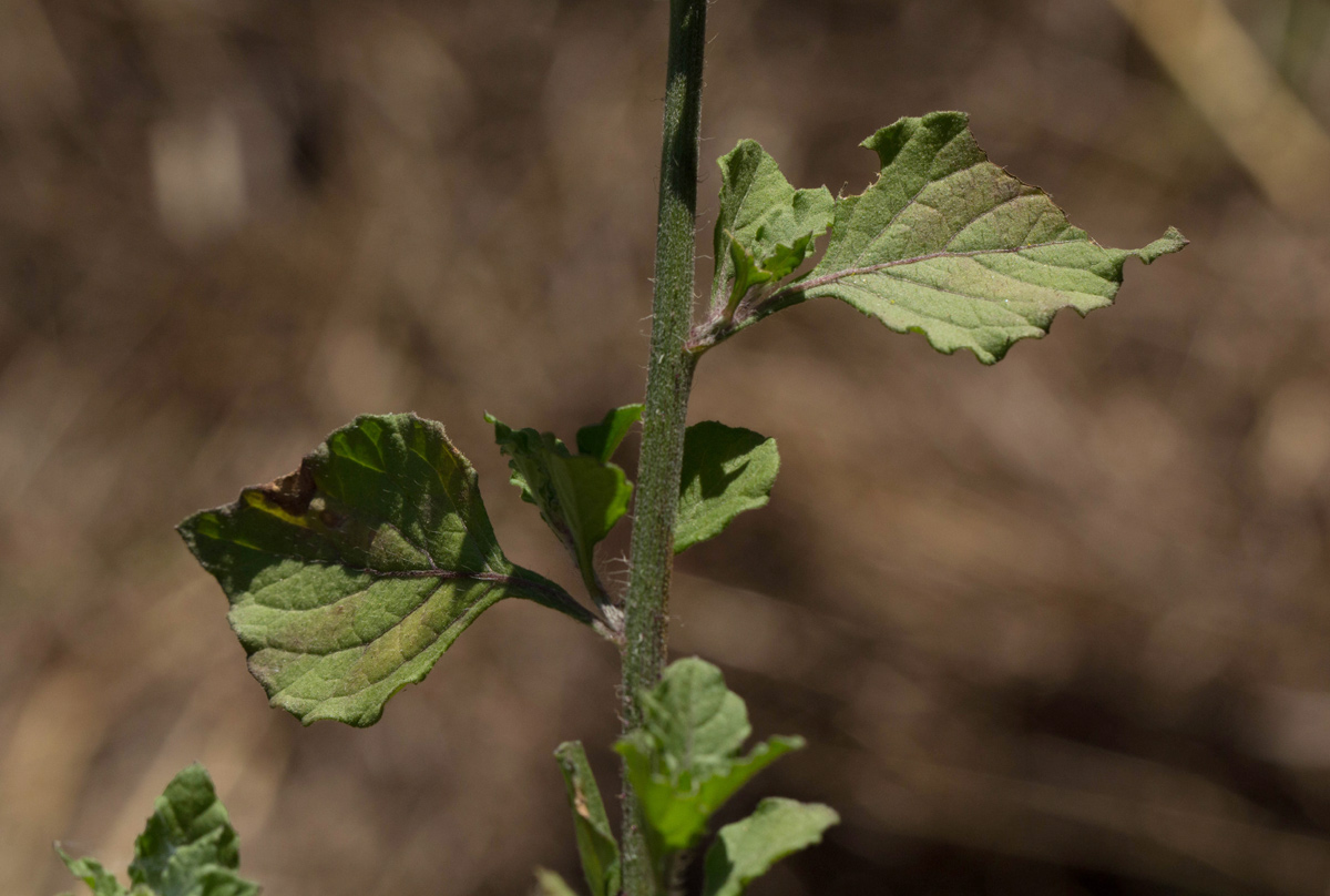 Vernonia cinerea var. cinerea Vernonia cinerea var. cinerea