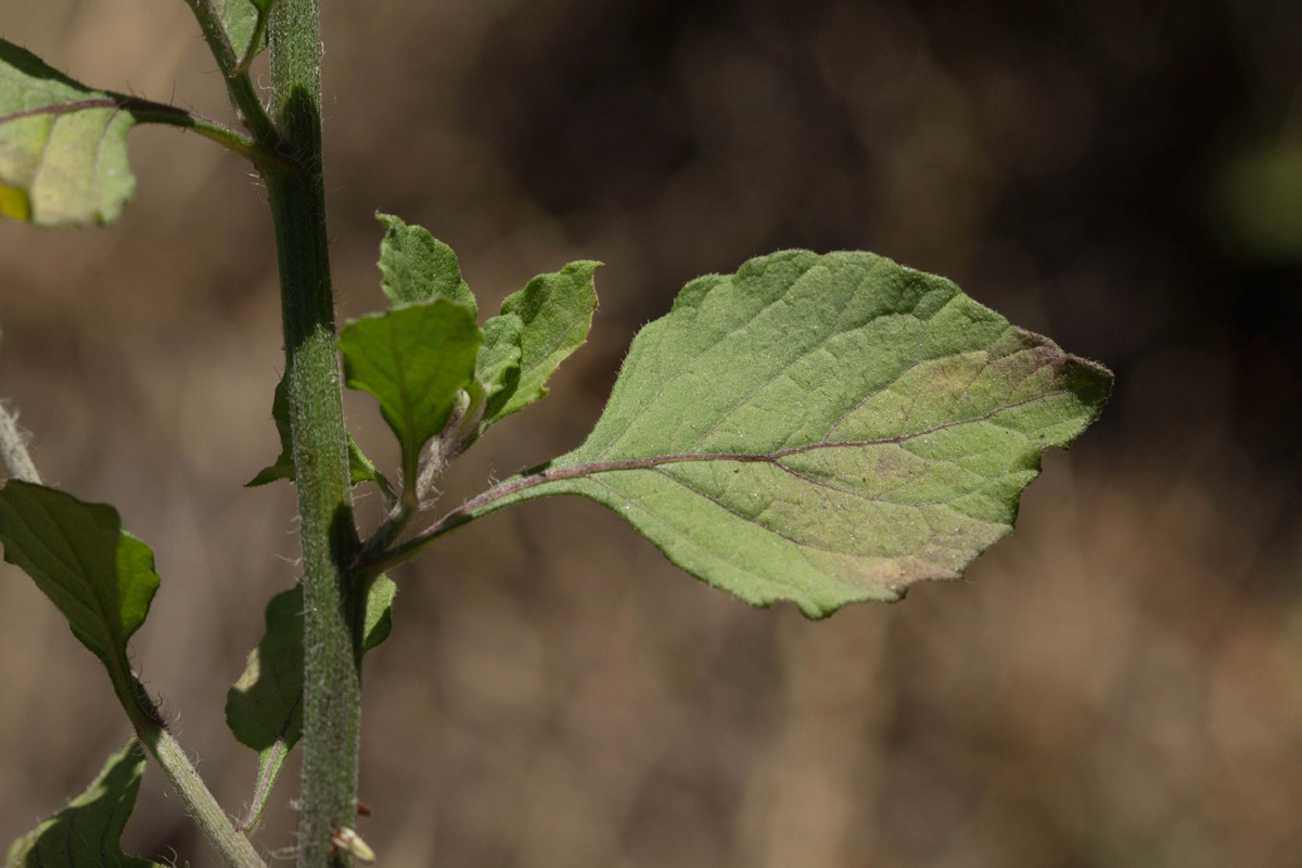 Vernonia cinerea var. cinerea Vernonia cinerea var. cinerea