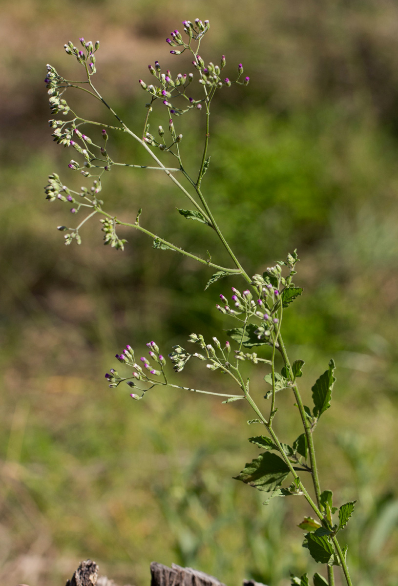Vernonia cinerea var. cinerea Vernonia cinerea var. cinerea
