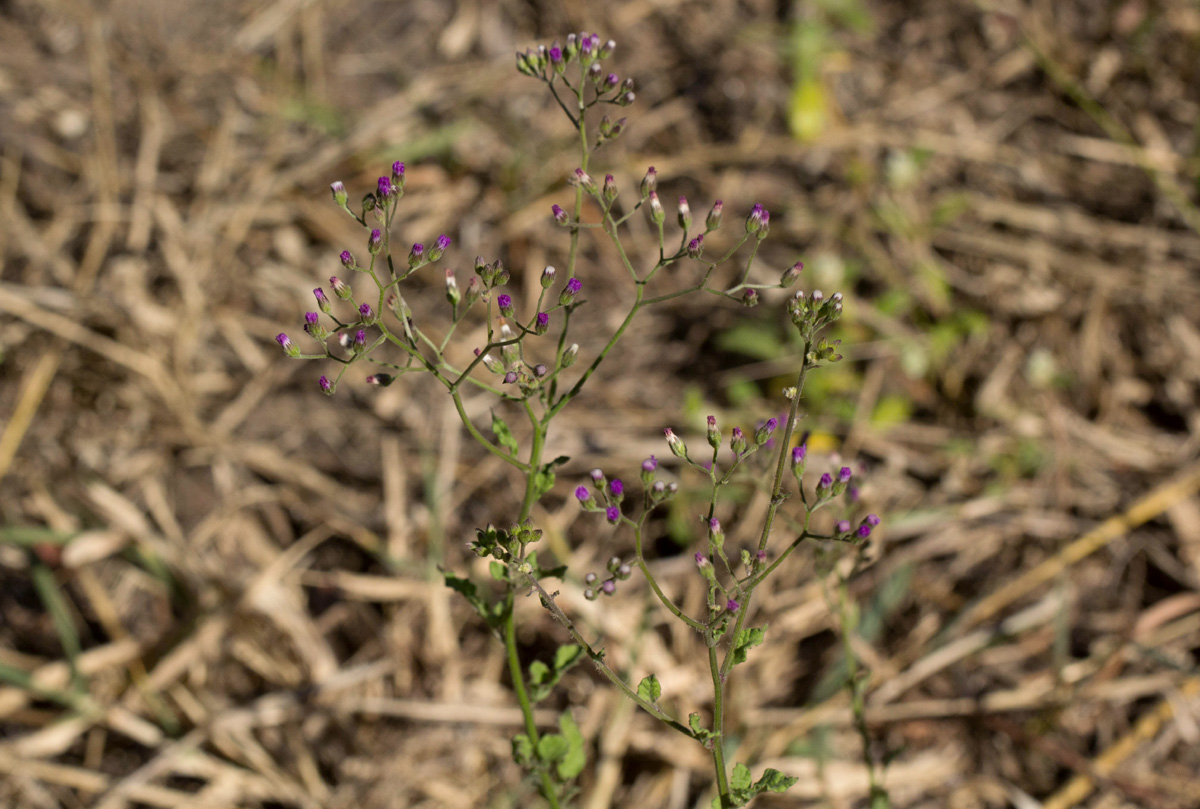 Vernonia cinerea var. cinerea Vernonia cinerea var. cinerea