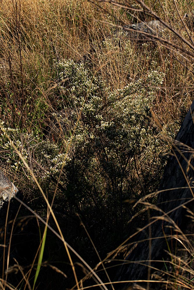 Vernonia glaberrima Vernonia glaberrima