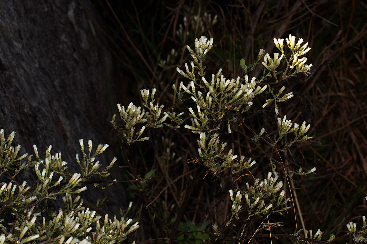 Vernonia glaberrima Vernonia glaberrima