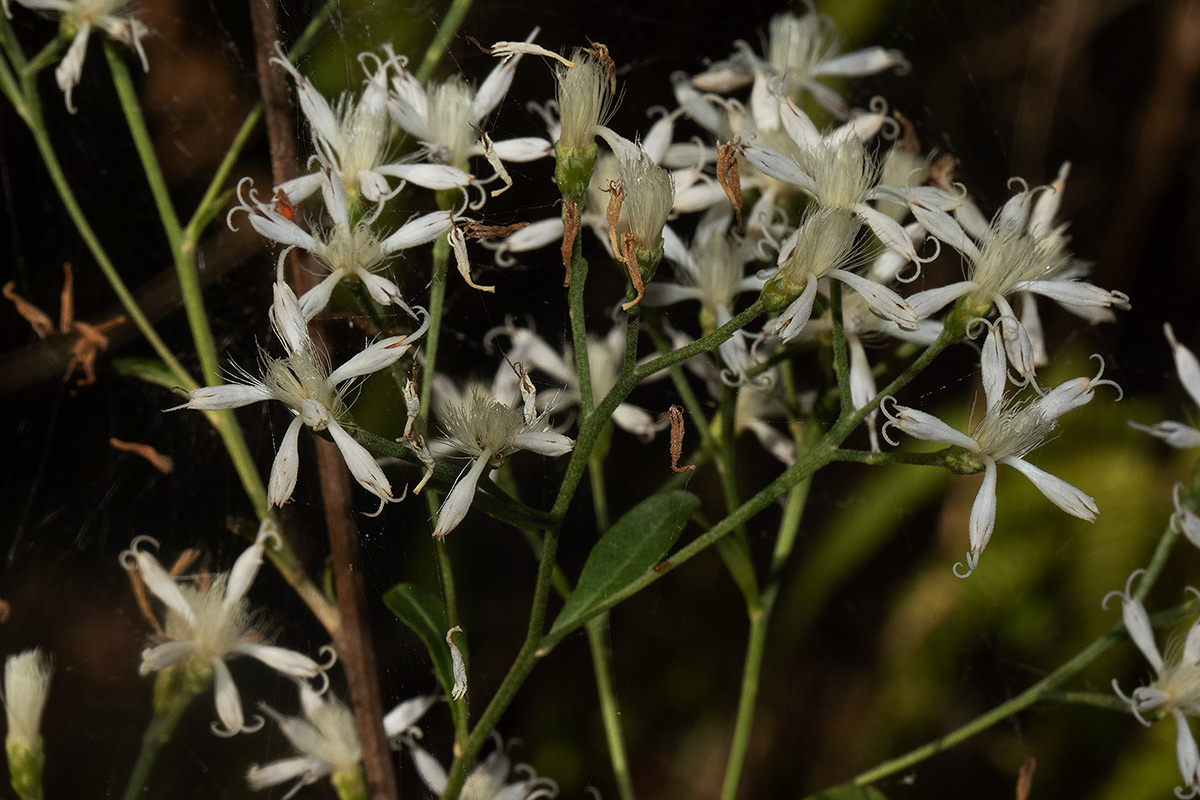 Vernonia glaberrima Vernonia glaberrima