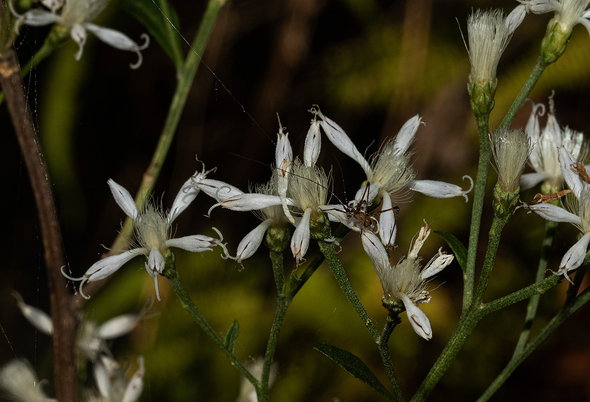 Vernonia glaberrima Vernonia glaberrima
