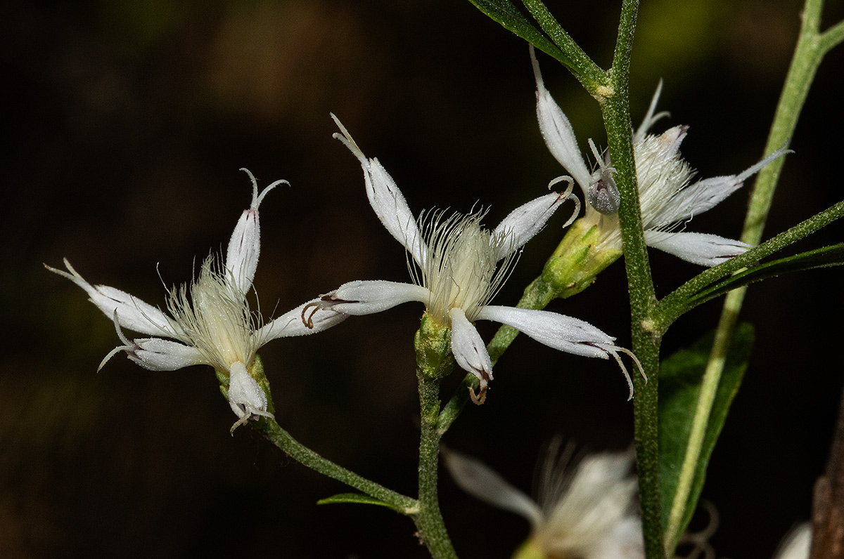 Vernonia glaberrima Vernonia glaberrima