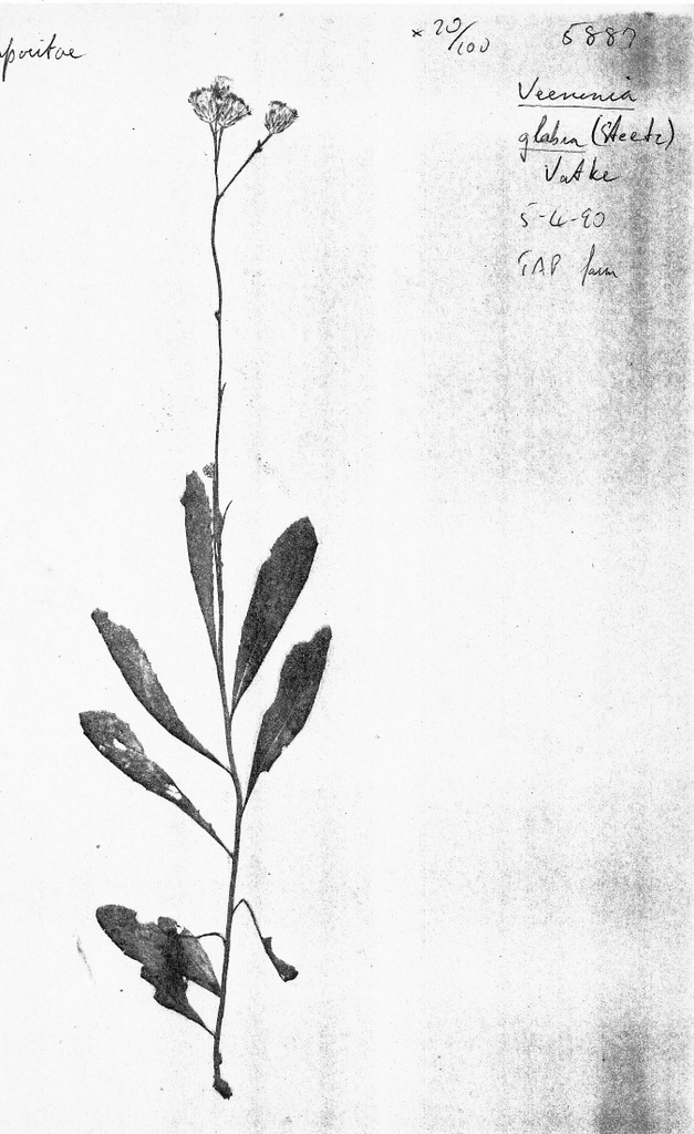 Vernonia glabra var. laxa Vernonia glabra var. laxa