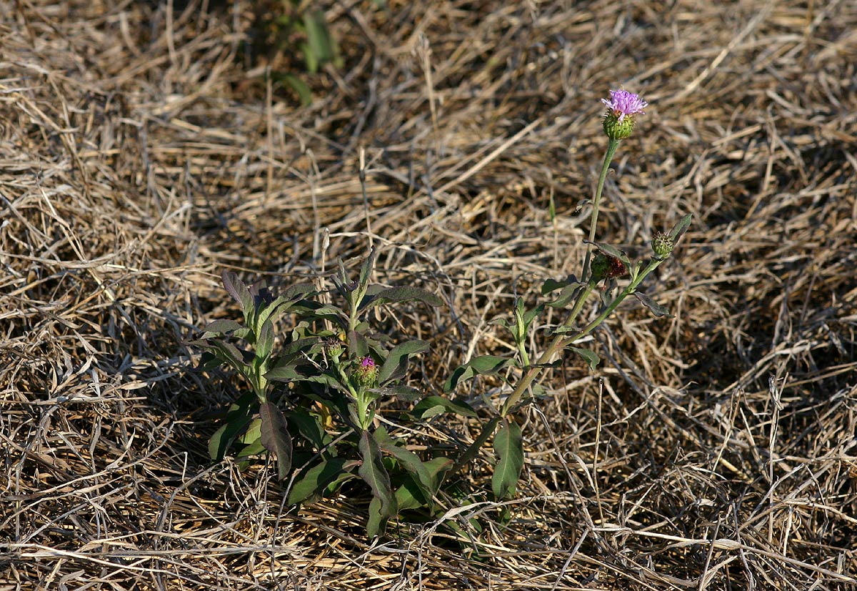 Vernonia kirkii Vernonia kirkii