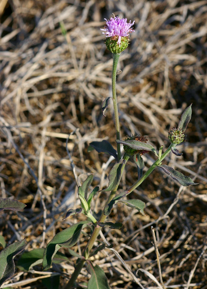 Vernonia kirkii Vernonia kirkii