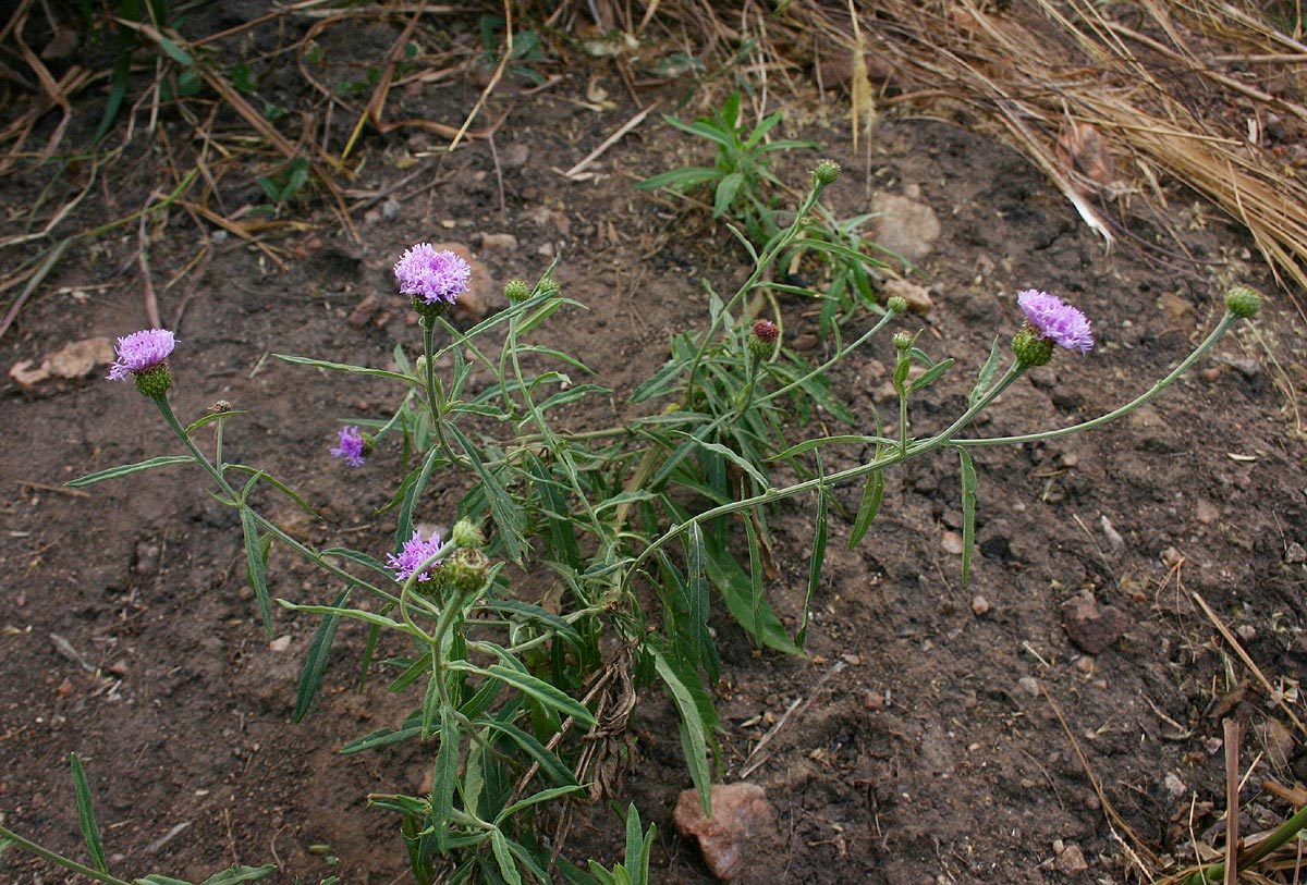 Vernonia kirkii Vernonia kirkii