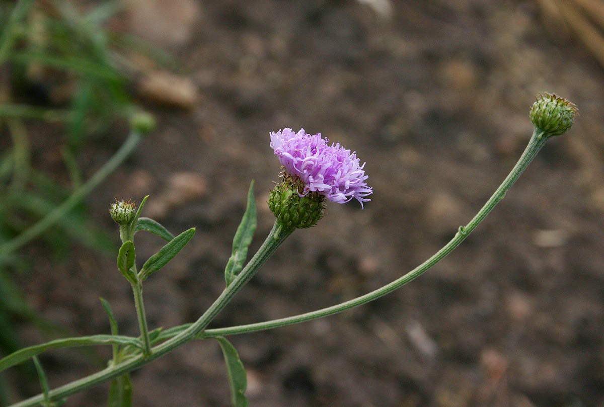 Vernonia kirkii Vernonia kirkii