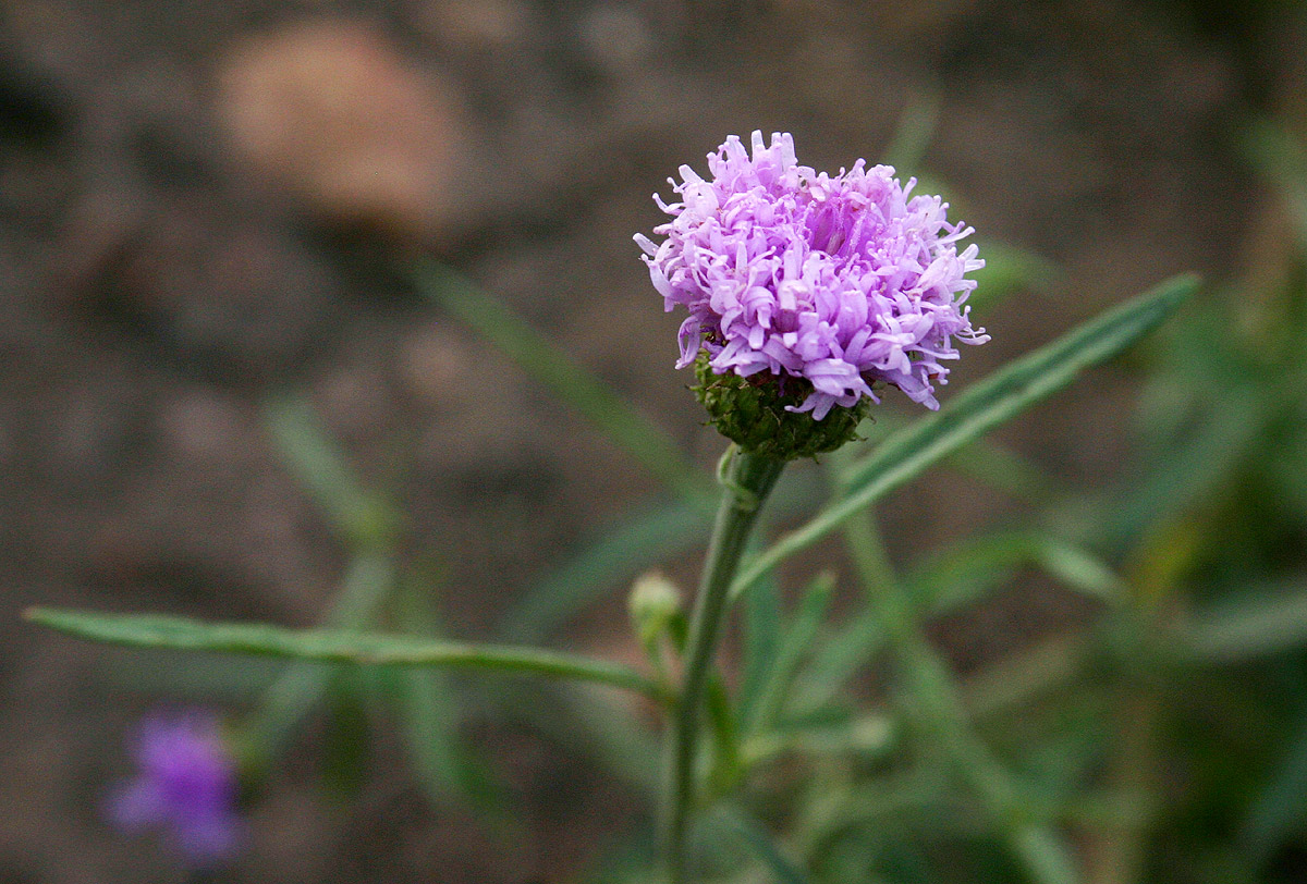 Vernonia kirkii Vernonia kirkii