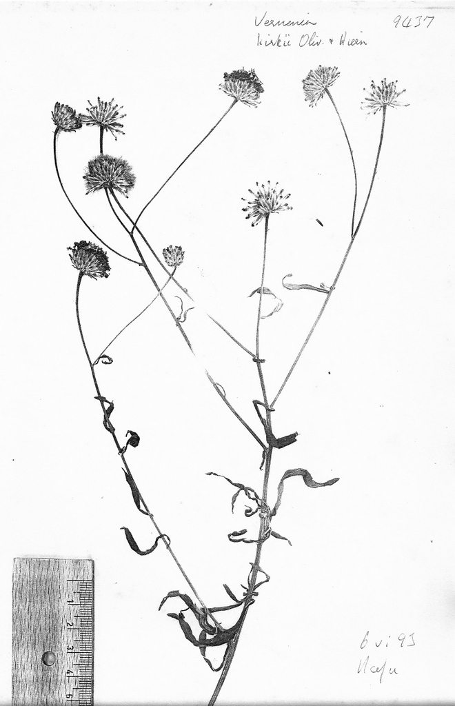 Vernonia kirkii Vernonia kirkii