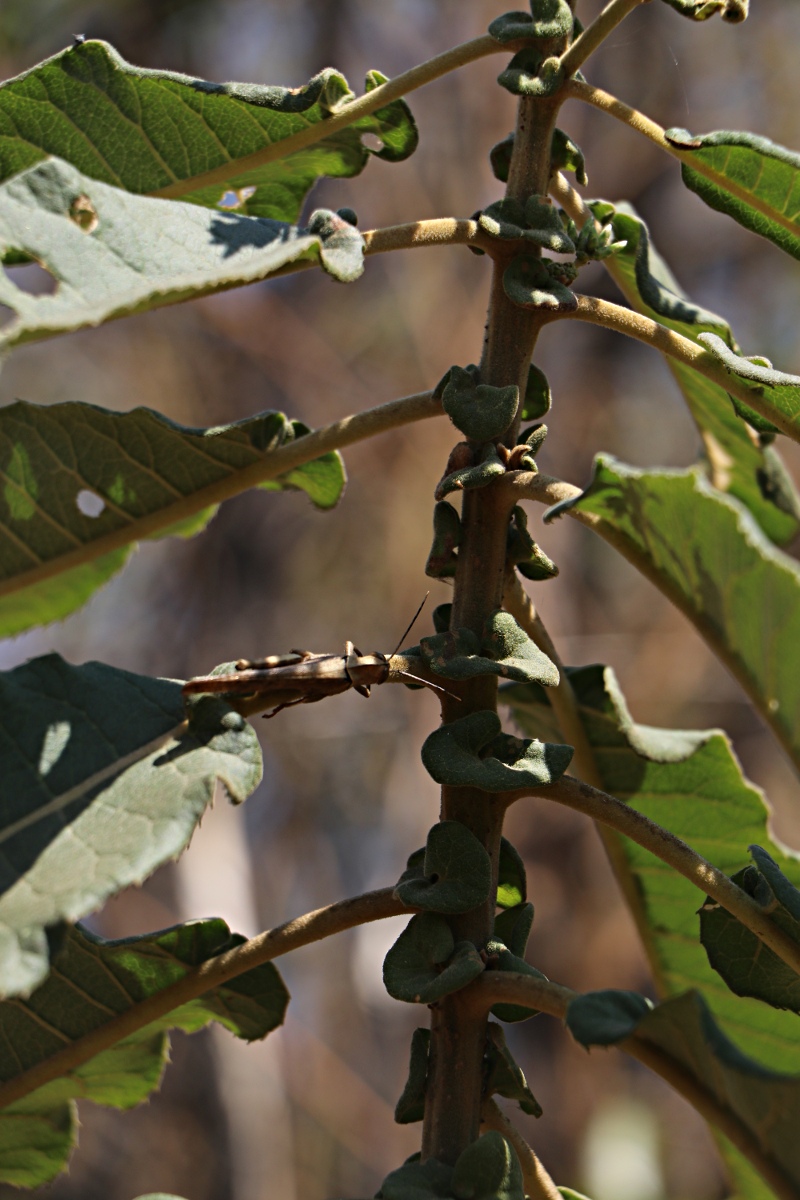 Vernonia myriantha Vernonia myriantha