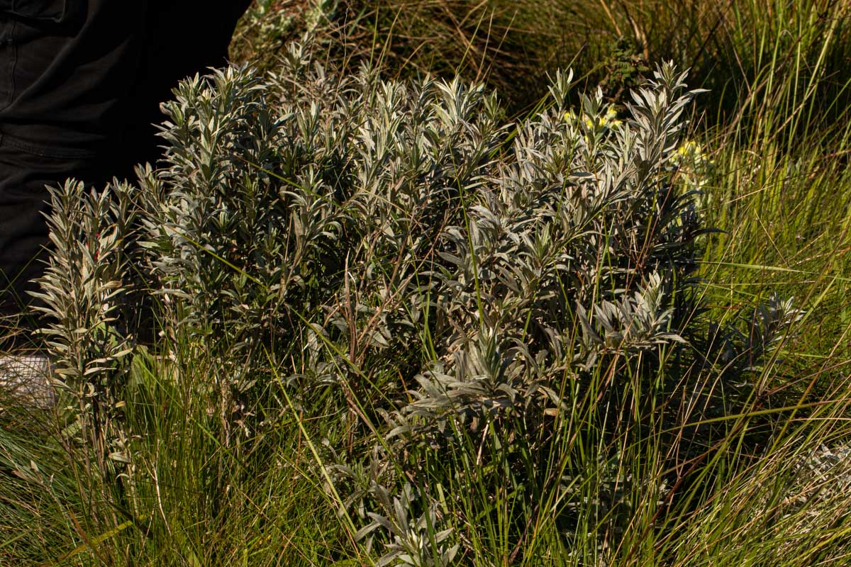 Vernonia natalensis Vernonia natalensis