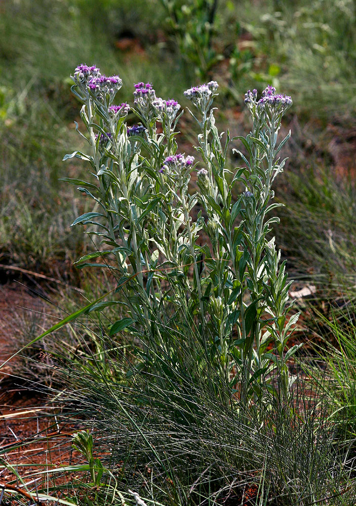 Vernonia natalensis Vernonia natalensis