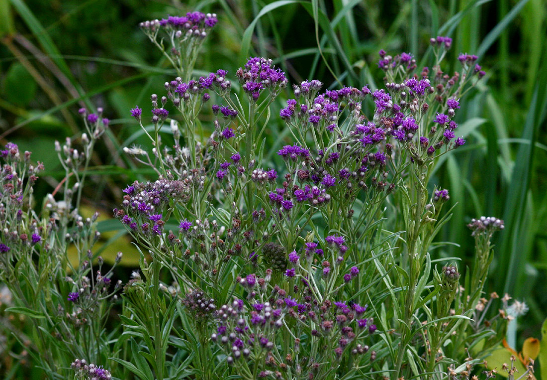 Vernonia natalensis Vernonia natalensis