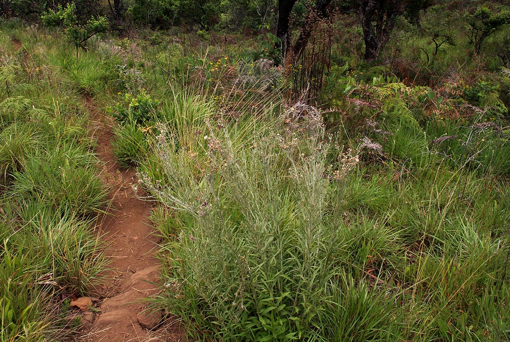 Vernonia natalensis Vernonia natalensis