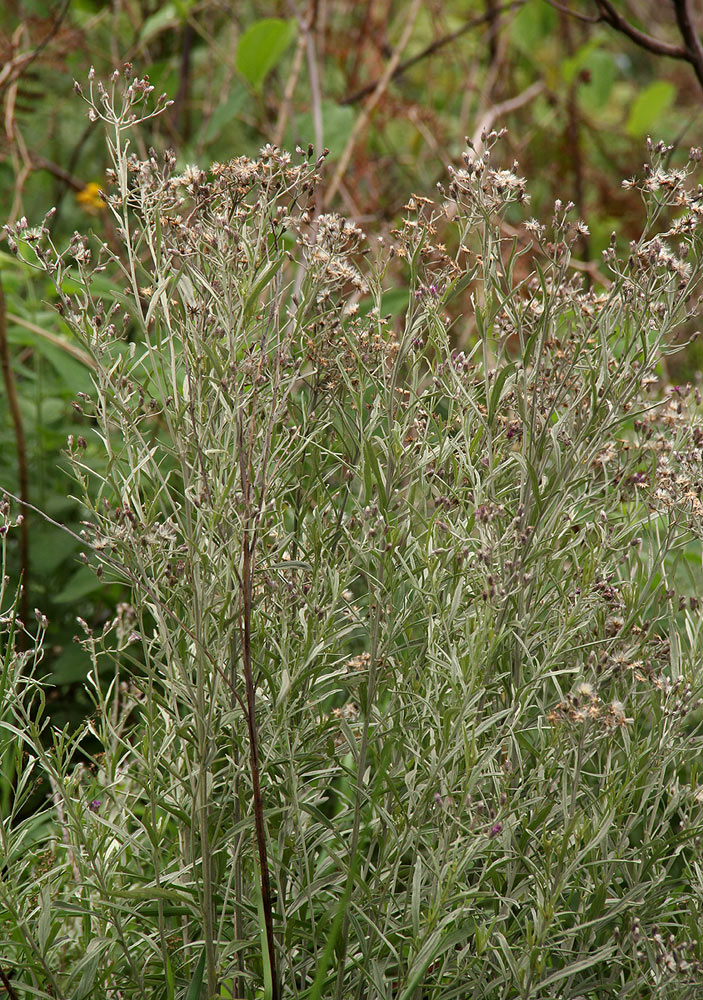 Vernonia natalensis Vernonia natalensis