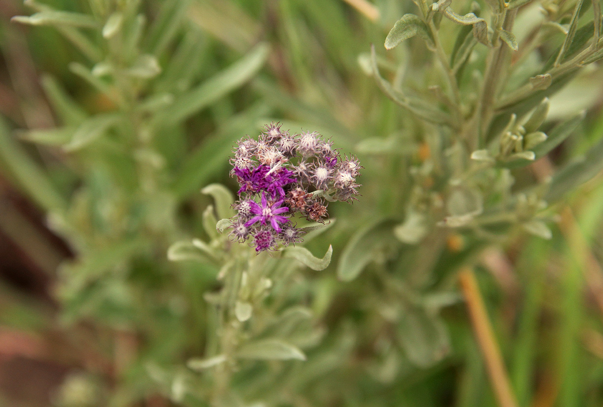 Vernonia natalensis Vernonia natalensis