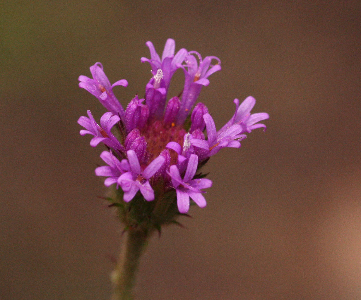 Vernonia petersii Vernonia petersii
