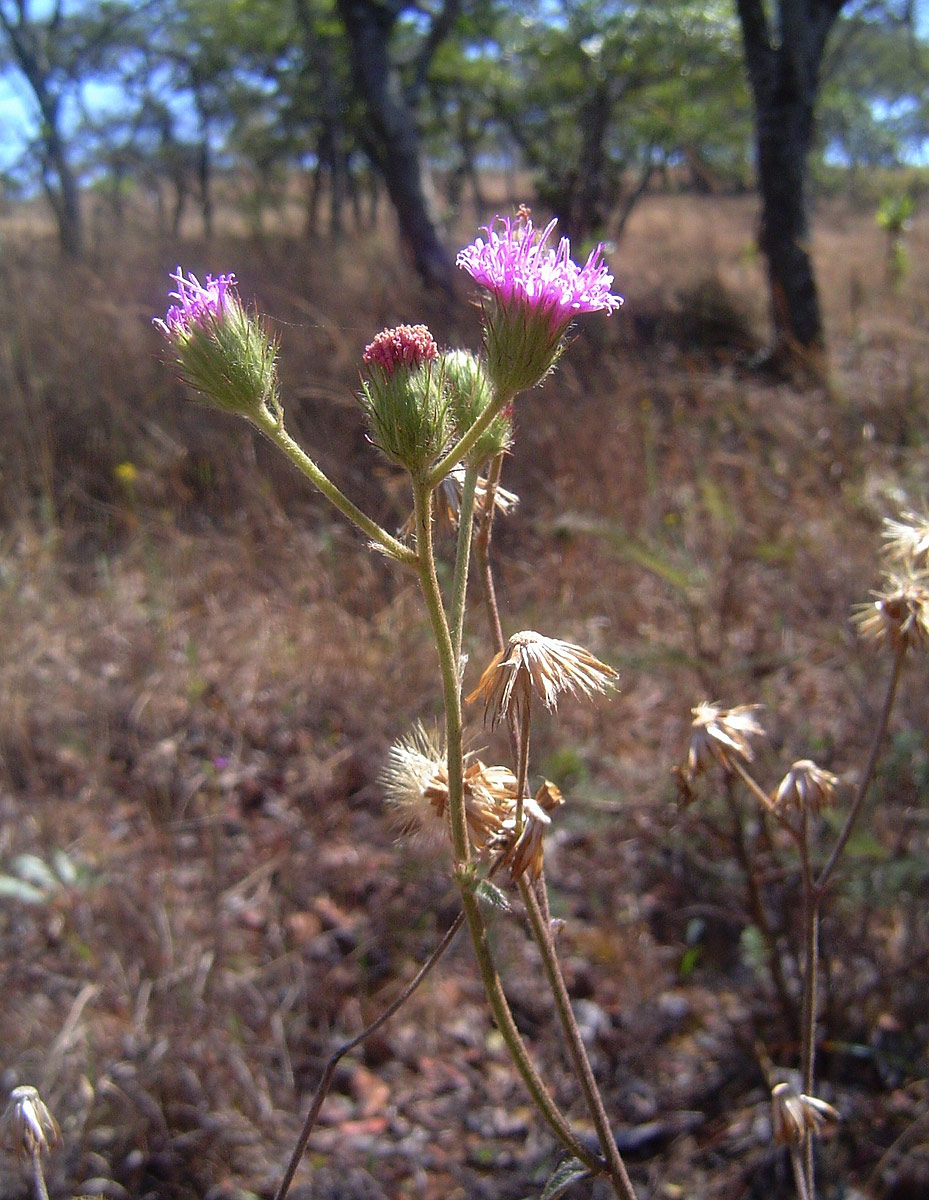 Vernonia petersii Vernonia petersii