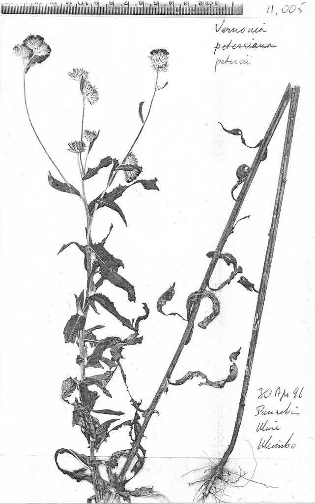 Vernonia petersii Vernonia petersii